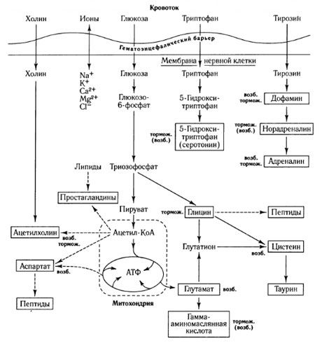 メディエーター交換の方法と代謝における血液脳関門の役割（Shepherd、1987）