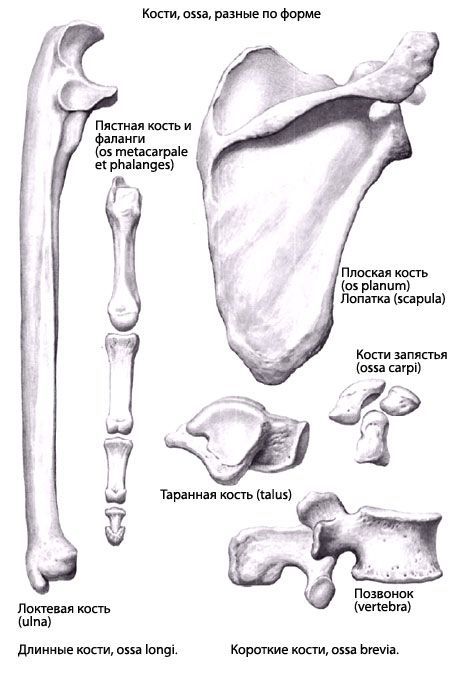 骨の種類
