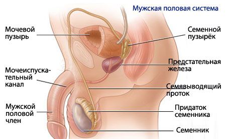 男性の生殖器系の解剖学と生理学