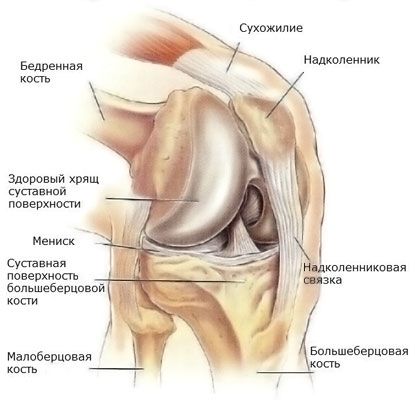 膝関節の半月板