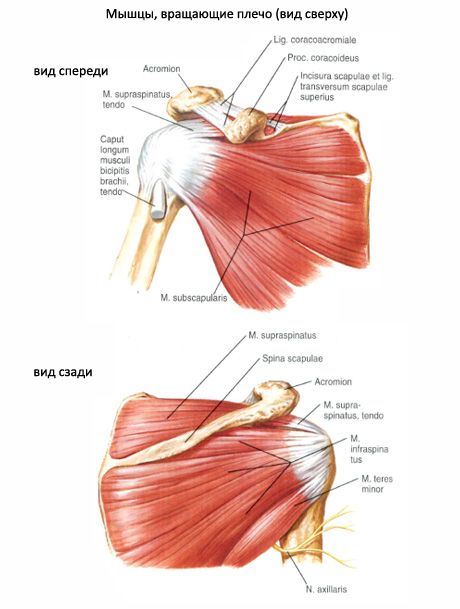 筋肉および亜急性の筋肉