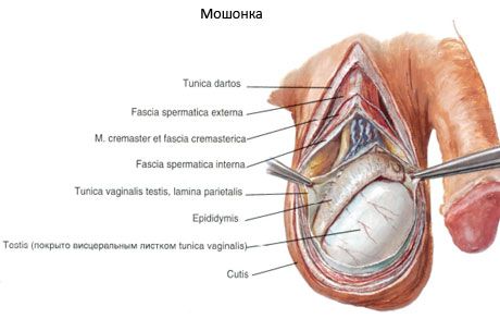 精巣および陰嚢