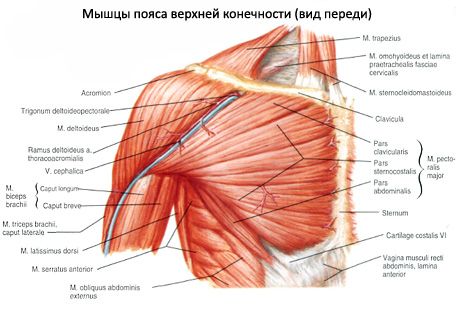 肩甲骨の筋肉