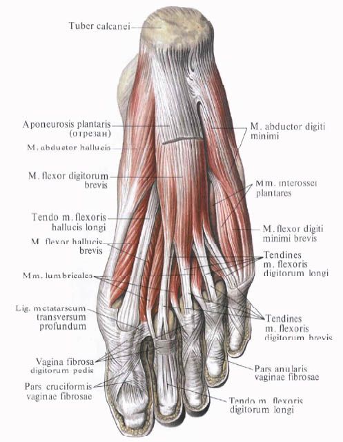 足の筋肉