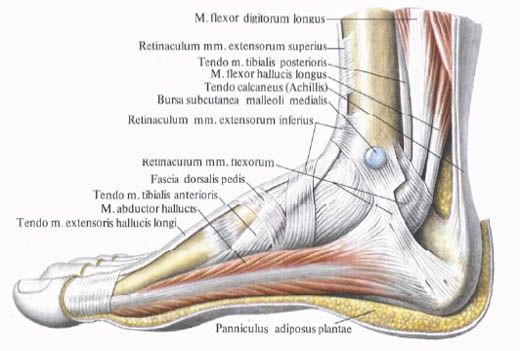 足の筋肉