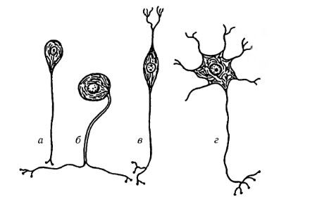神経細胞の種類