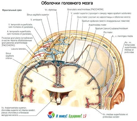 脳の殻