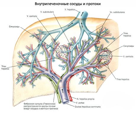 肝内血管および管
