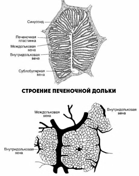 肝葉の構造