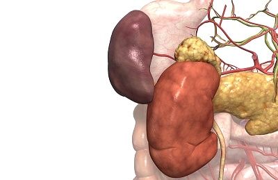 腎臓とは何ですか？