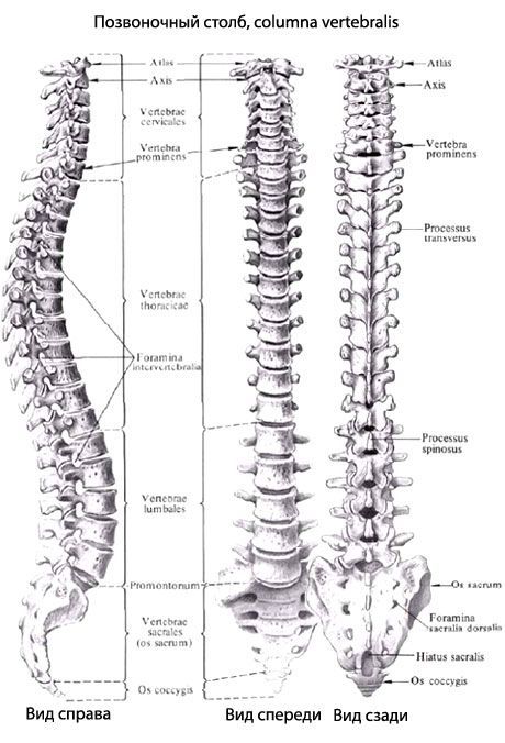 脊柱（背骨）