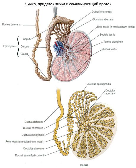 小胞管（管腺管）