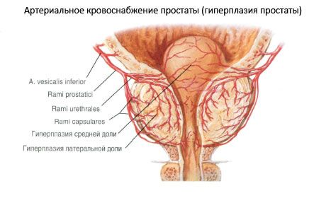 前立腺の血管および神経
