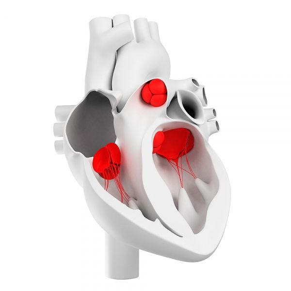 心臓弁およびその形態学的構造