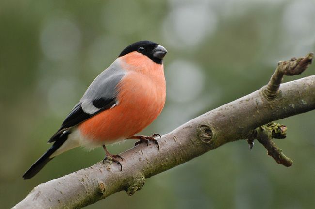 科学者たちは野鳥の恩恵について考えてきた