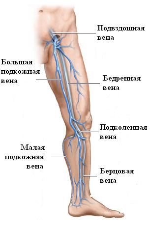 足の循環