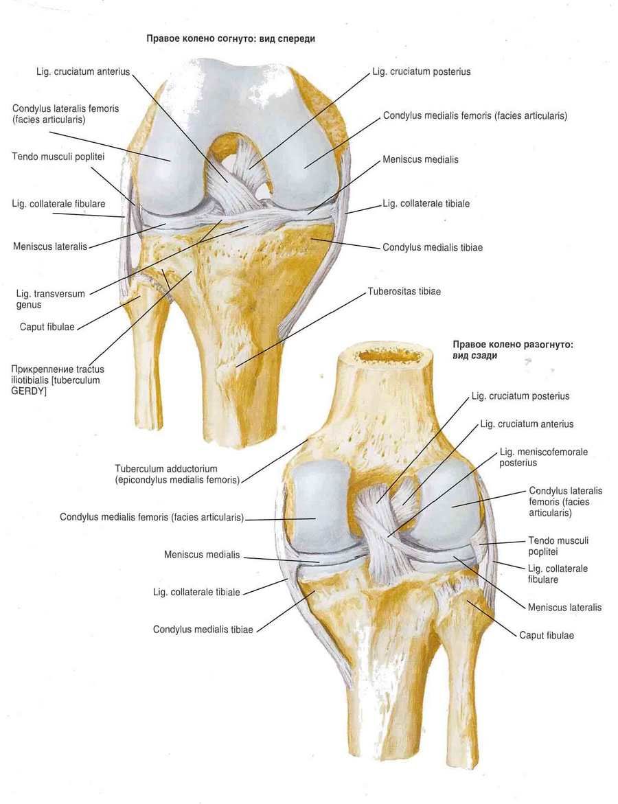 膝関節靭帯