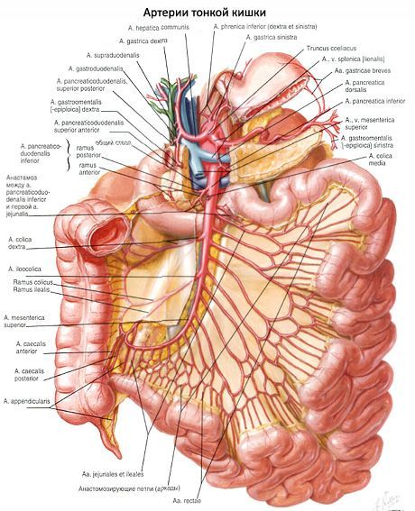 小腸の動脈