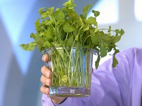 野菜と食用の葉