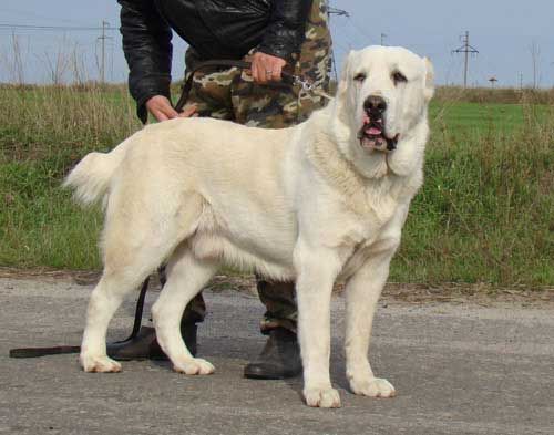中央アジア羊飼い犬