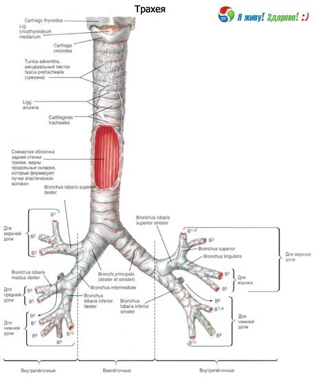 気管  気管の構造