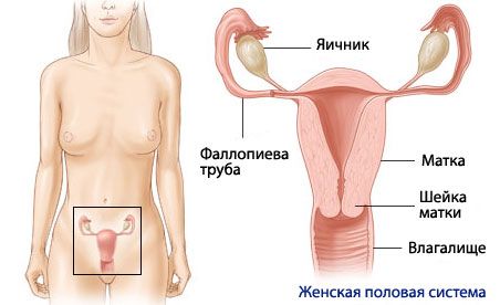 女性の生殖器系の解剖学と生理学