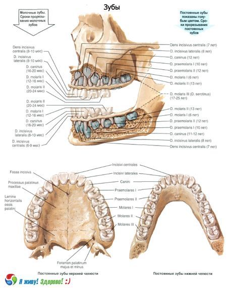 歯。 歯の構造